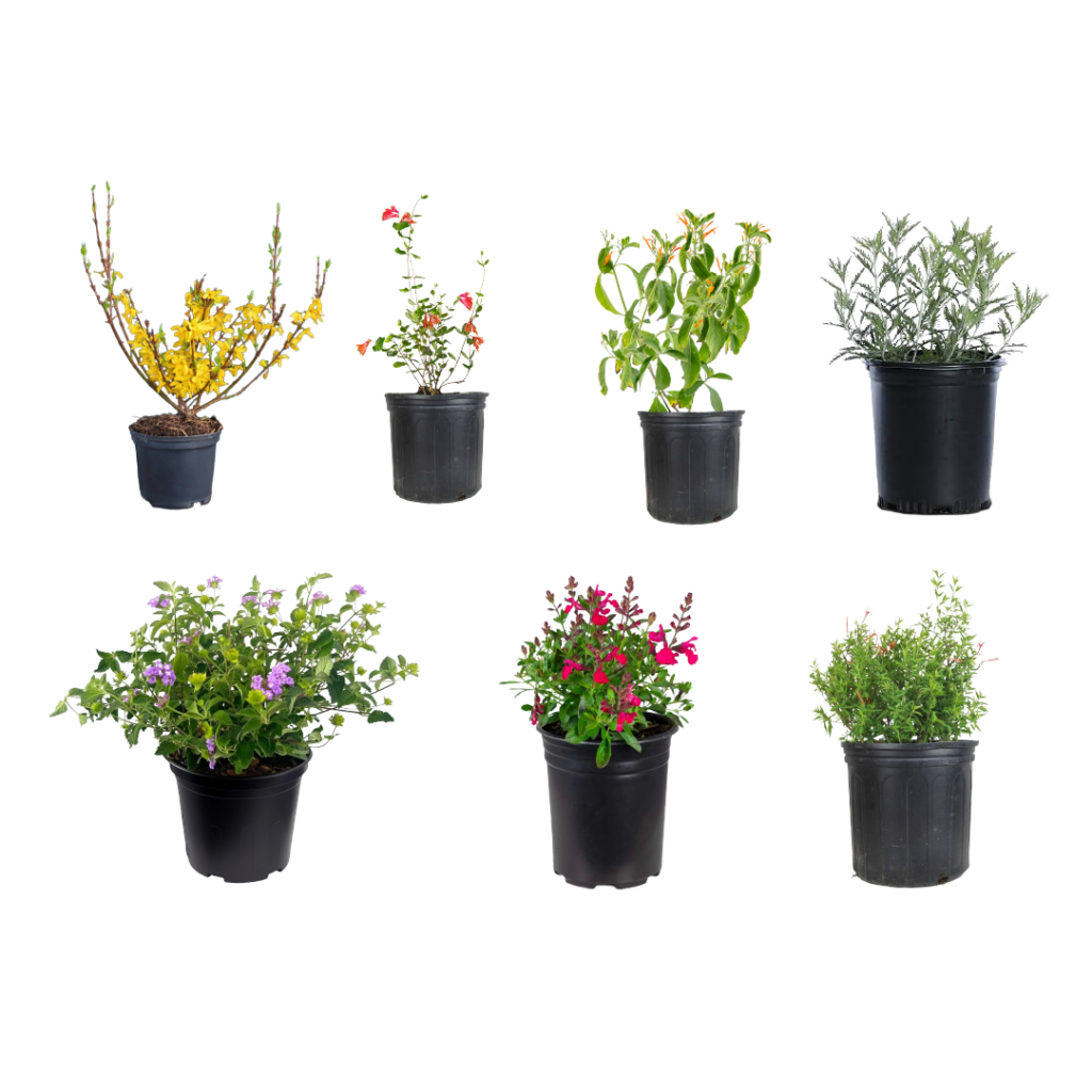 Native Plants
